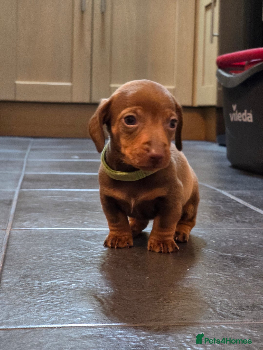 Dachshund dogs for sale: Dachshund  - Advert 37