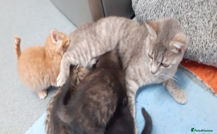 Mixed Breed cats - Advert 1