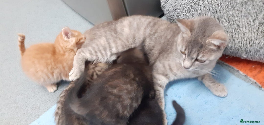 Mixed Breed cats for sale: 4 Adorable Kittens  - Image 2