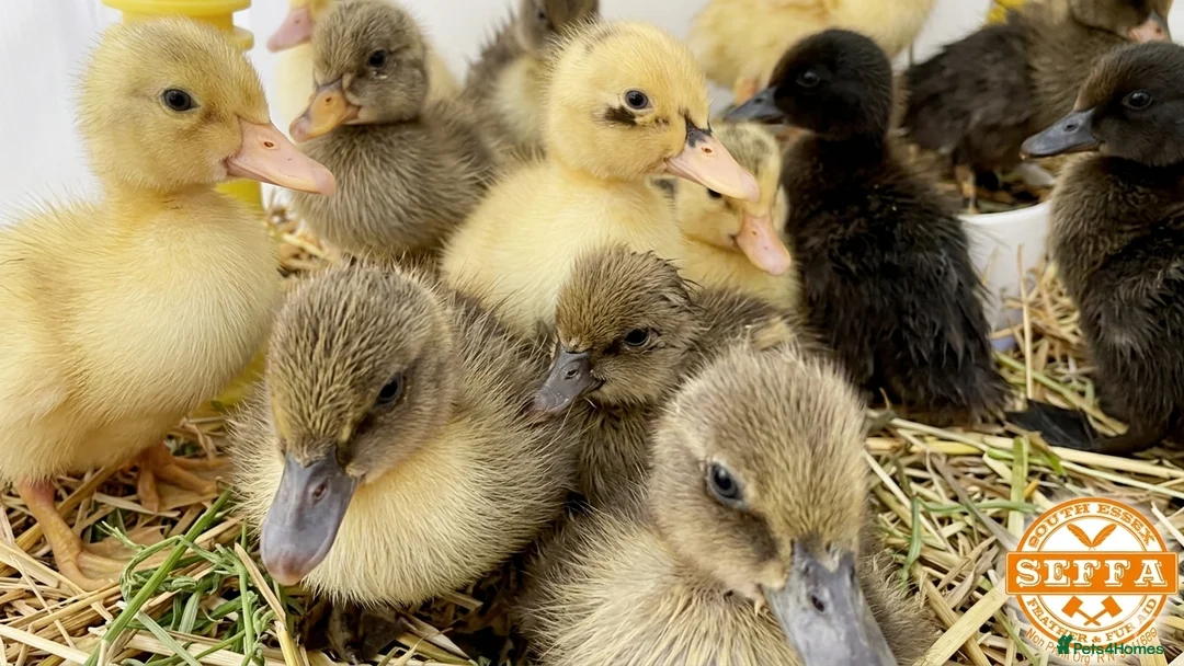 Ducks poultry for sale: Rehoming- 5 ducklings 1 Indian runner 4 Campbell  in Basildon - Advert 1