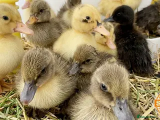 Ducks poultry Rehoming- 5 ducklings 1 Indian runner 4 Campbell - Advert 1