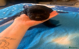 Labrador Retriever dogs for sale: Labrador puppys - Image 35