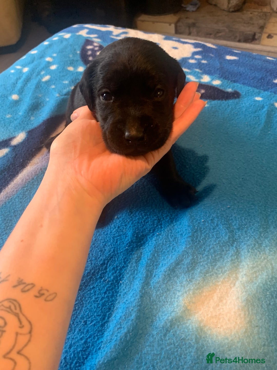 Labrador Retriever dogs for sale: Labrador puppys - Image 35