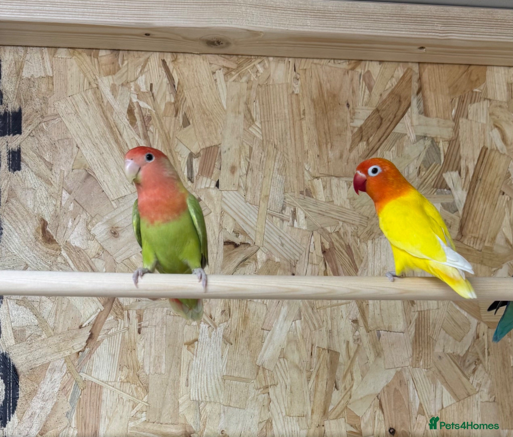 Lovebirds birds Lovely proven pair of Fischer love birds  - Advert 1