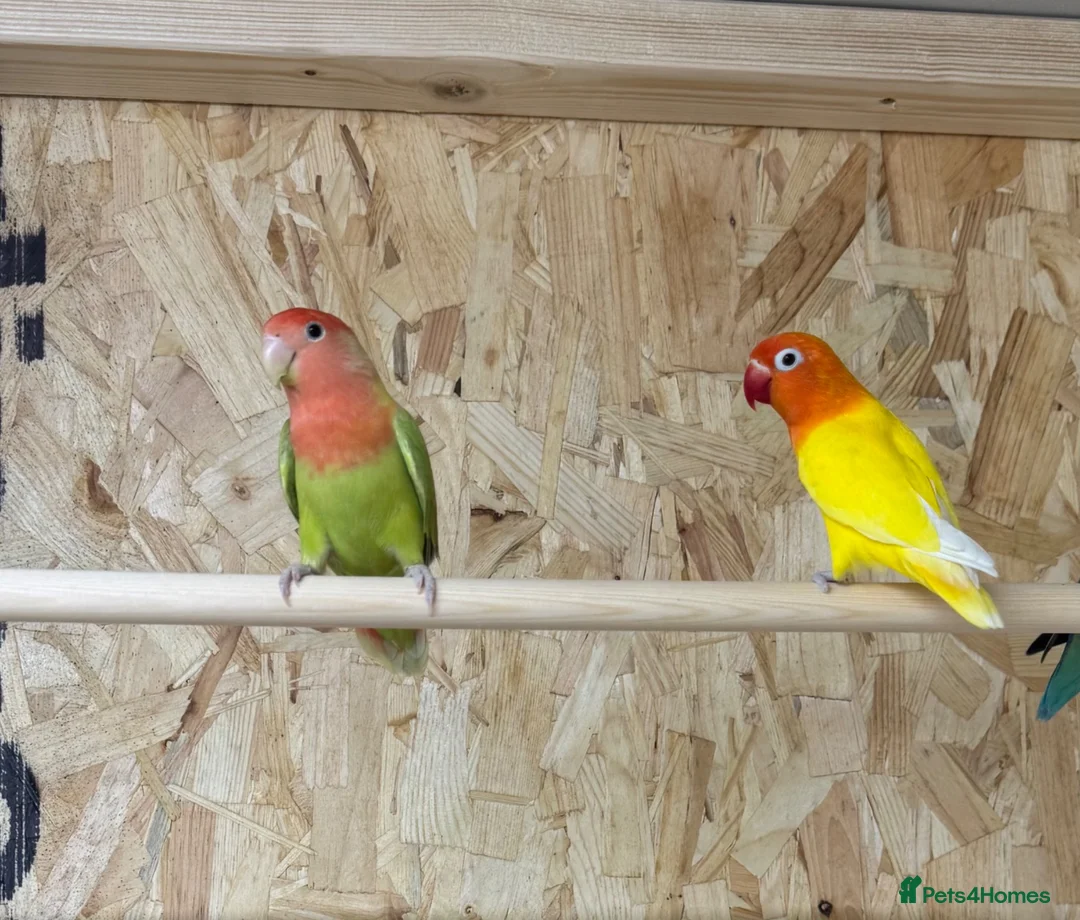 Lovebirds birds for sale: Lovely proven pair of Fischer love birds  - Advert 1