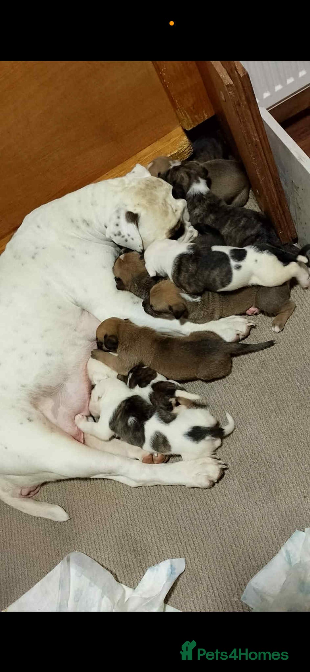 American Bulldog dogs for sale: American bulldog  - Advert 21