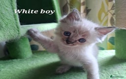 Ragdoll cats for sale: GCCF Gorgeous Pure Pedigree Ragdoll Kittens - Image 17