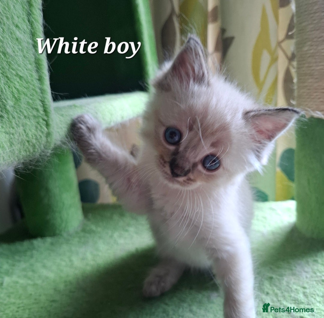 Ragdoll cats for sale: GCCF Gorgeous Pure Pedigree Ragdoll Kittens - Image 17