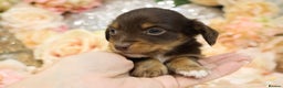 Miniature Dachshund dogs for sale: KC Longhair Miniature Dachshund Puppies - Advert 16