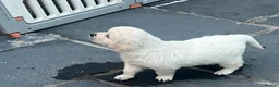 Golden Retriever dogs for sale: Little Polar Bear Puppies - Advert 3