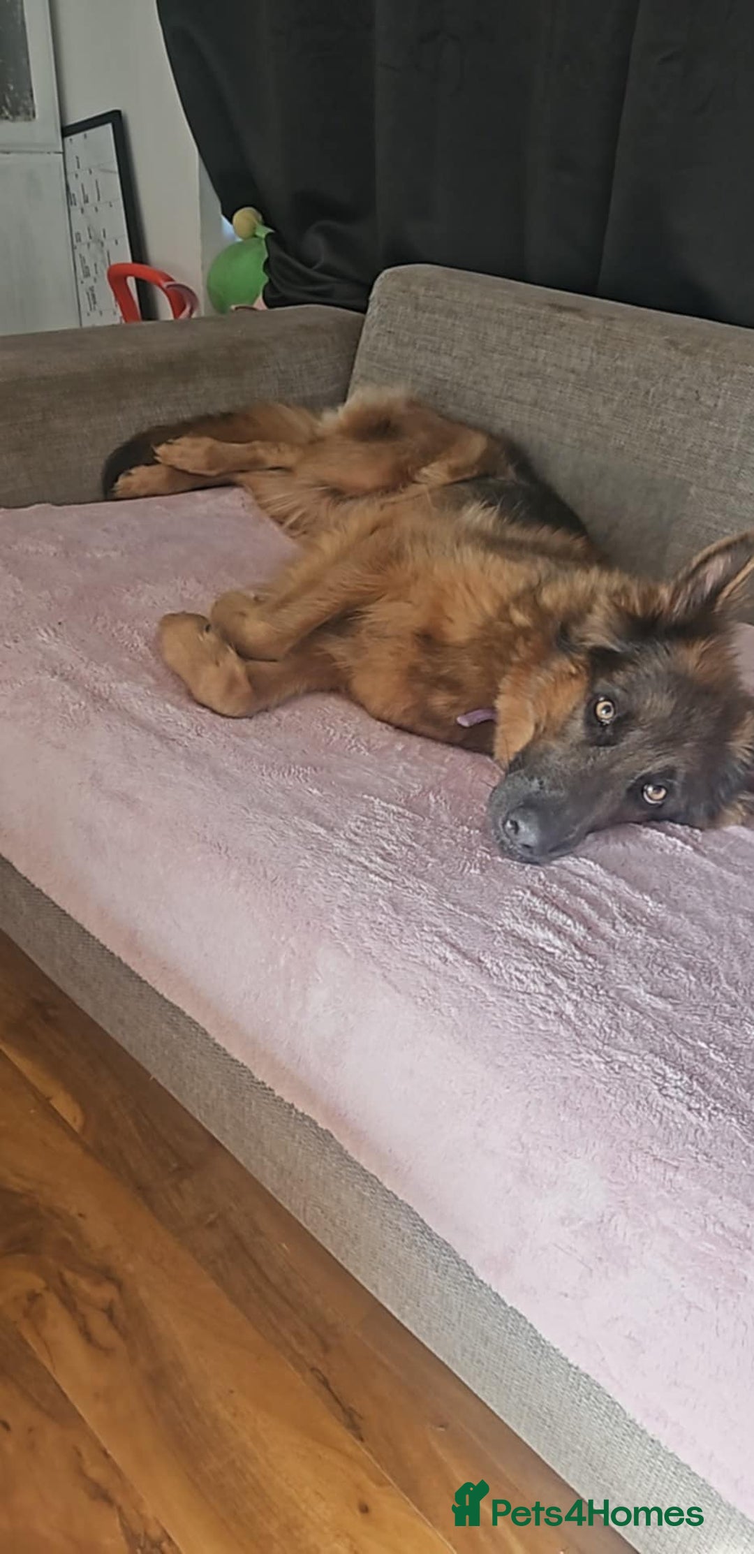 Mixed Breed dogs for sale: 3 puppies left. We have 2 girls and a boy  - Image 12