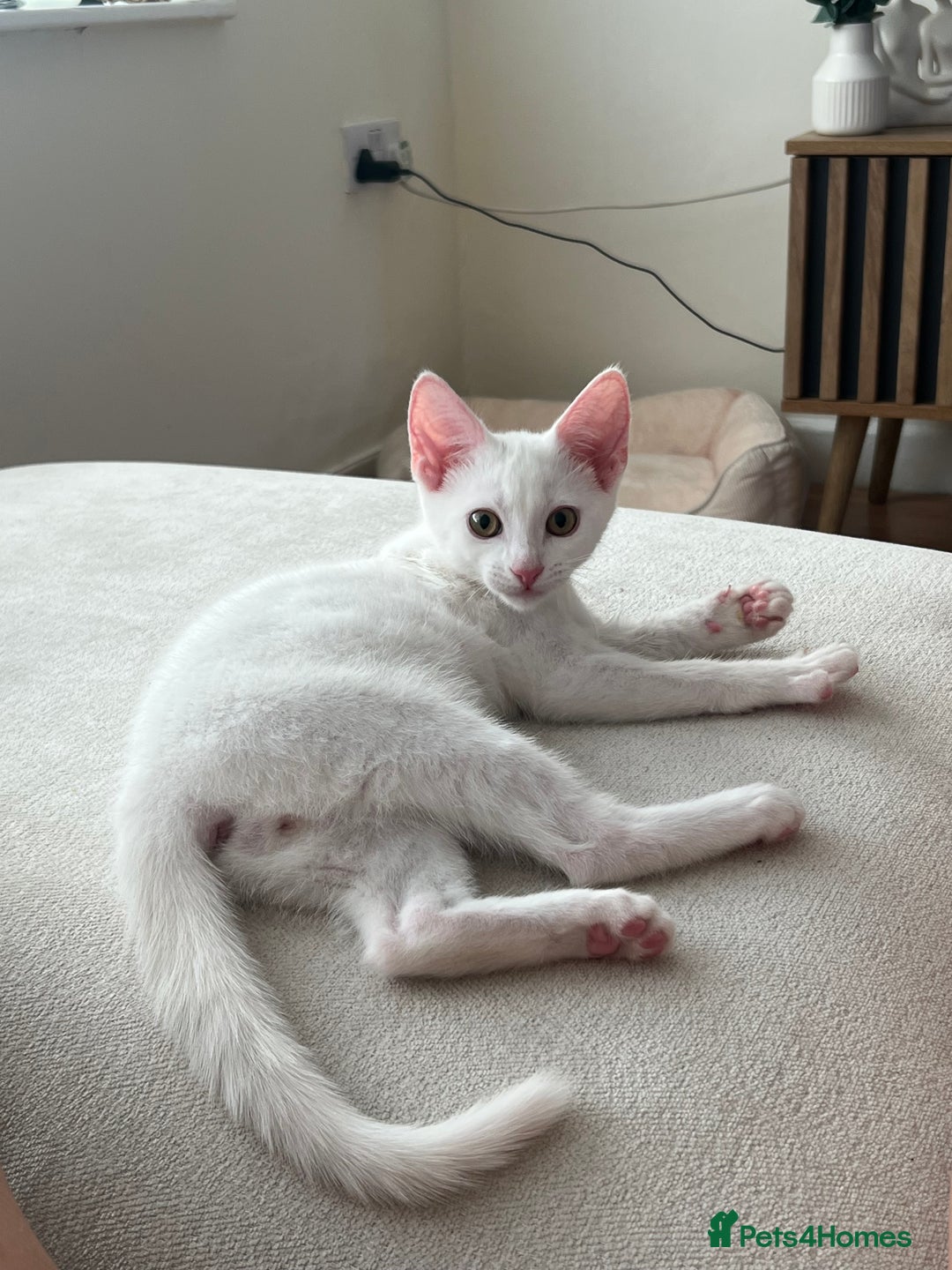 American Shorthair cats for sale: Prince  - Image 6