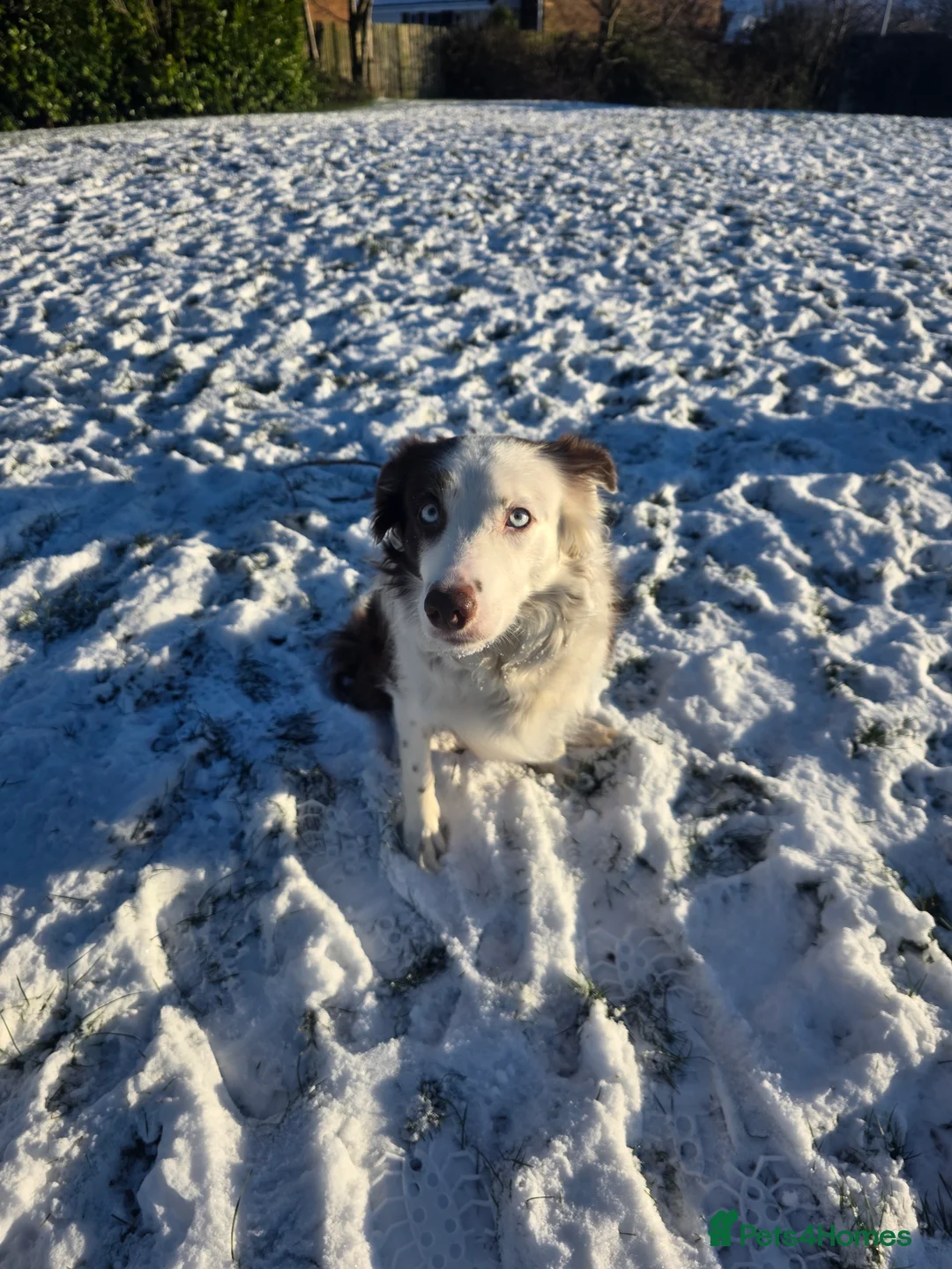 Border Collie dogs for sale: Border collie pups  - Advert 25