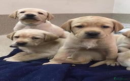 Labrador Retriever dogs for sale: Labrador puppies  - Image 1