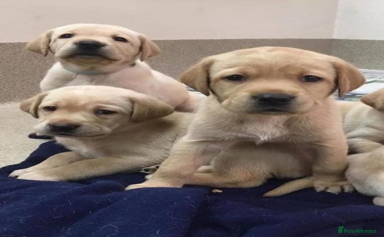 Labrador Retriever dogs - Advert 1