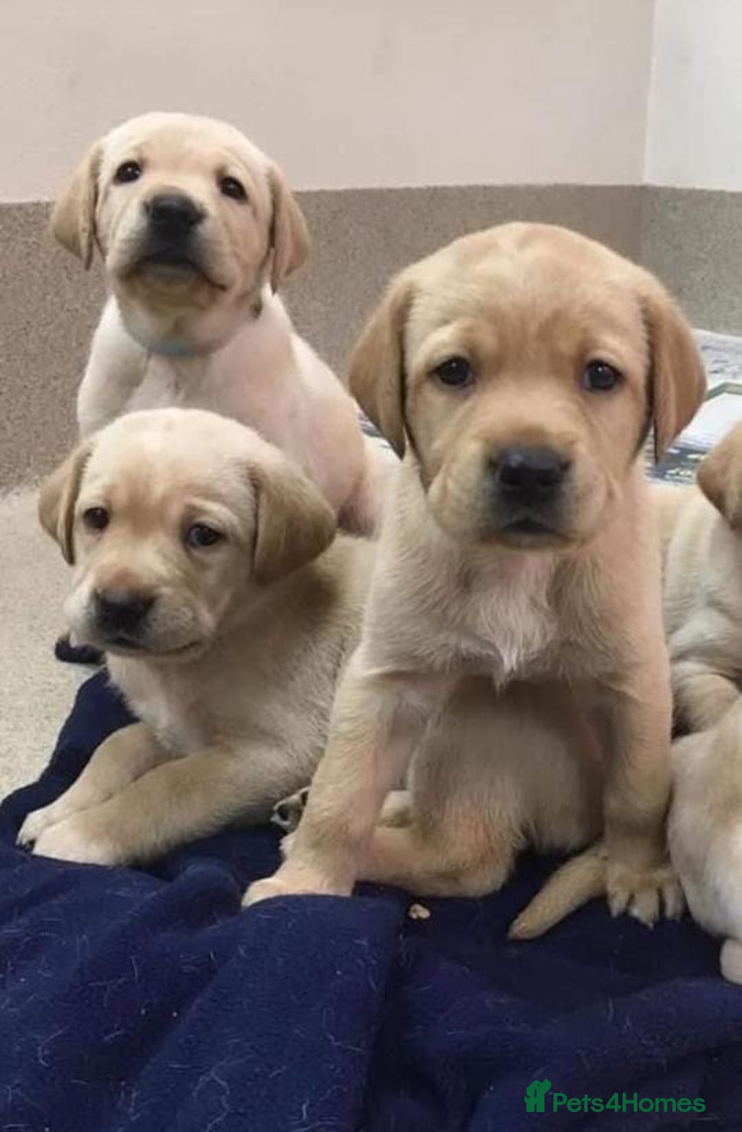 Labrador Retriever dogs for sale: Labrador puppies  - Image 1