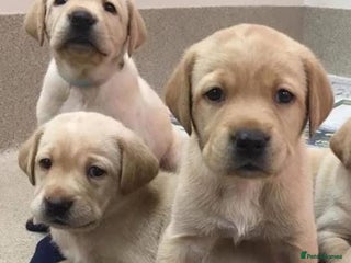 Labrador Retriever dogs - Advert 23