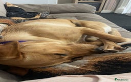 Labrador Retriever dogs for sale: Golden Labrador  - Image 2
