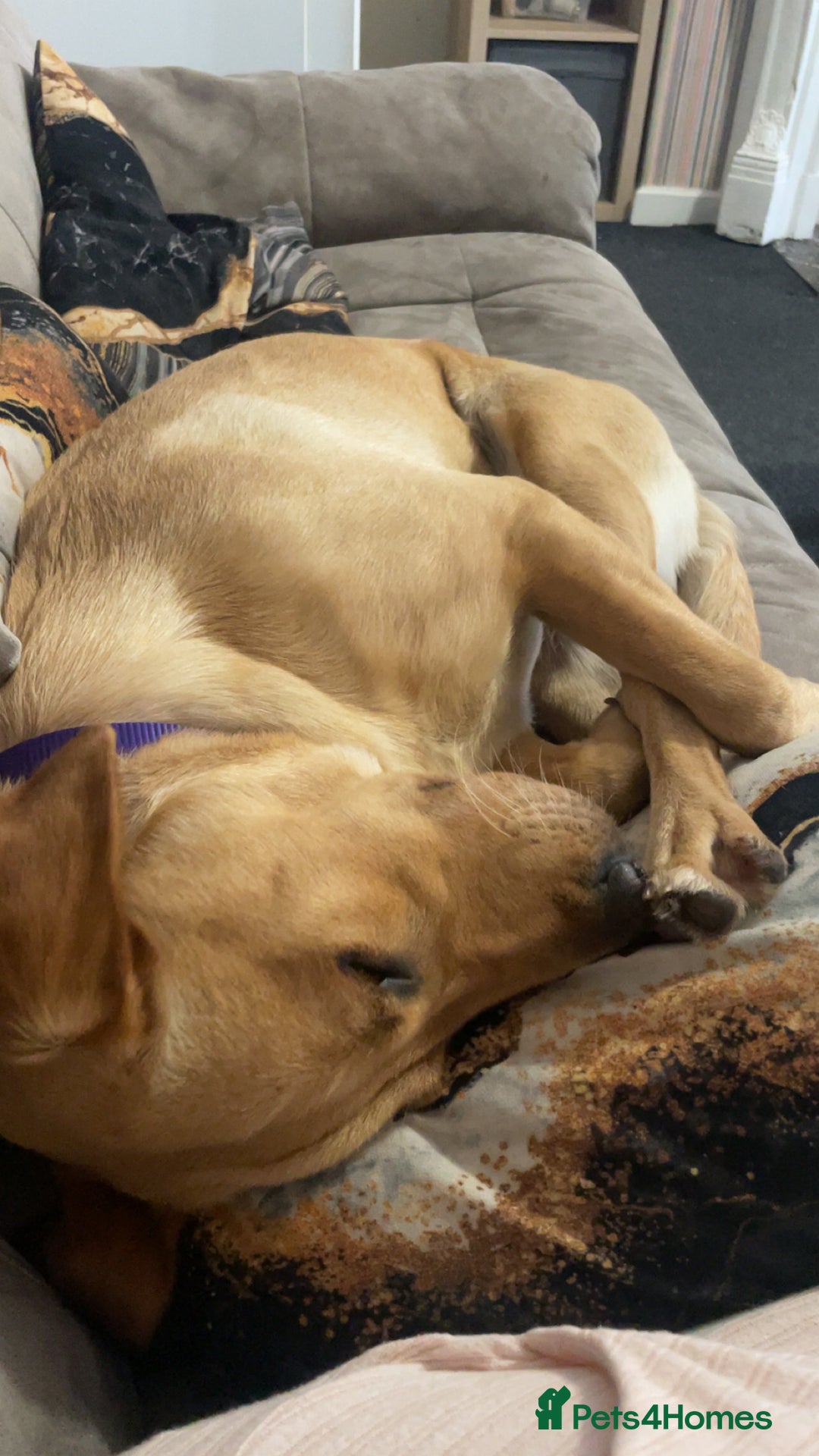 Labrador Retriever dogs for sale: Golden Labrador  - Image 2