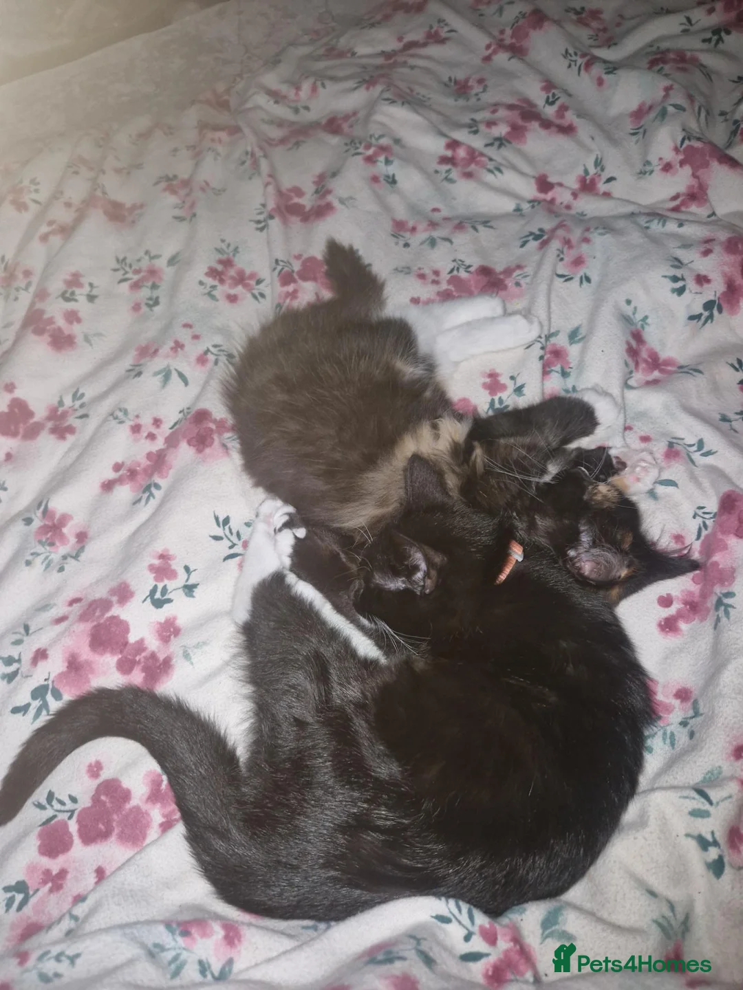 British Longhair cats for sale: 2 female kittens  in Hastings - Advert 1