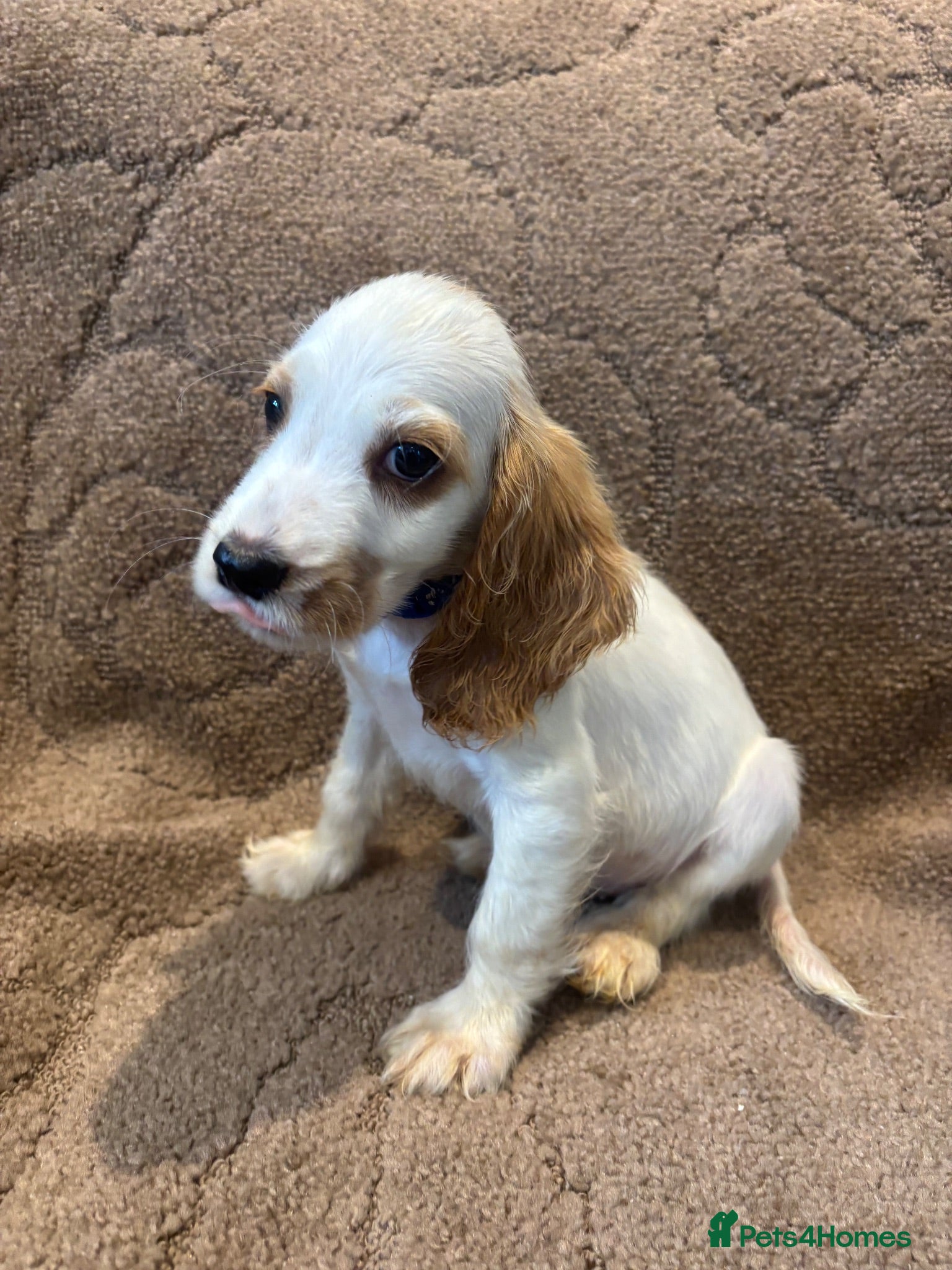 Cocker Spaniel dogs show type cocker spaniels ONE BOY LEFT READY NOW - Advert 15