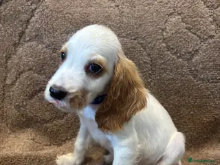 Cocker Spaniel dogs show type cocker spaniels ONE BOY LEFT READY NOW - Advert 15