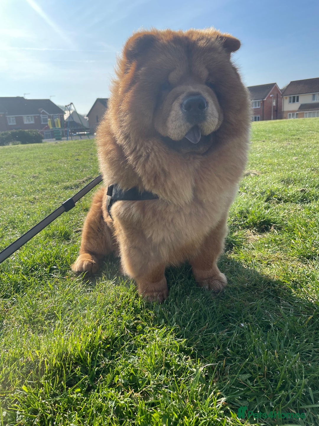 Chow Chow dogs for sale: Chow chow in need of new home  - Image 3