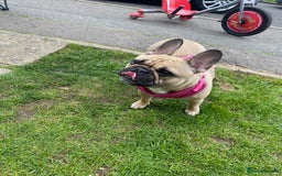 French Bulldog dogs for sale: 6 French bulldog pups  - Image 6