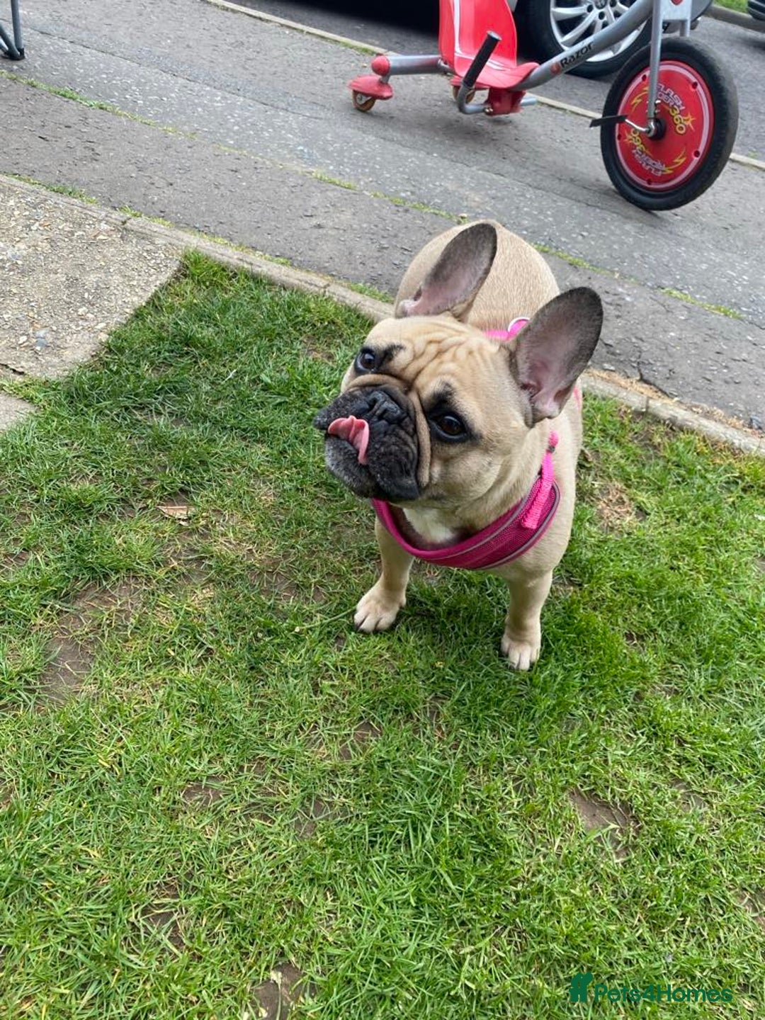 French Bulldog dogs for sale: 6 French bulldog pups  - Image 6