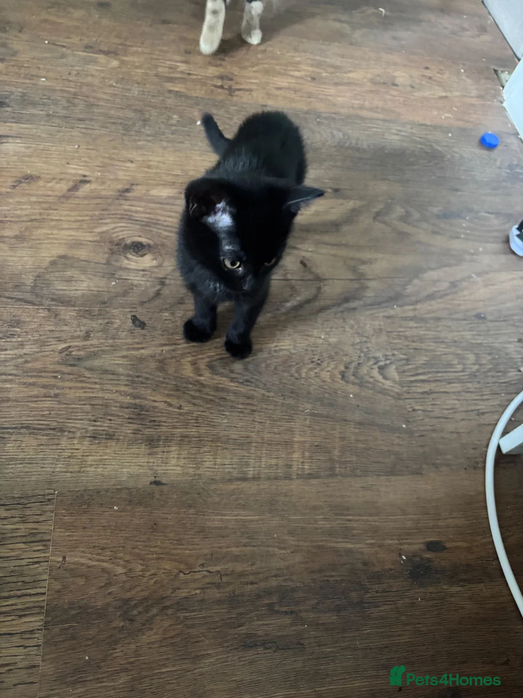 Mixed Breed cats for sale: Black kitten  - Advert 2
