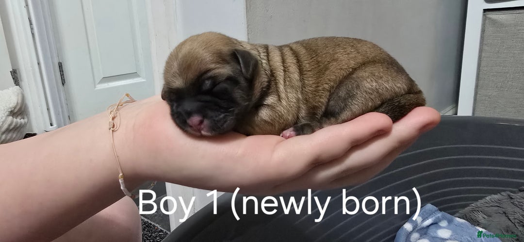 Malshi dogs for sale: Shih Tzu x Malshi Pups - Advert 3