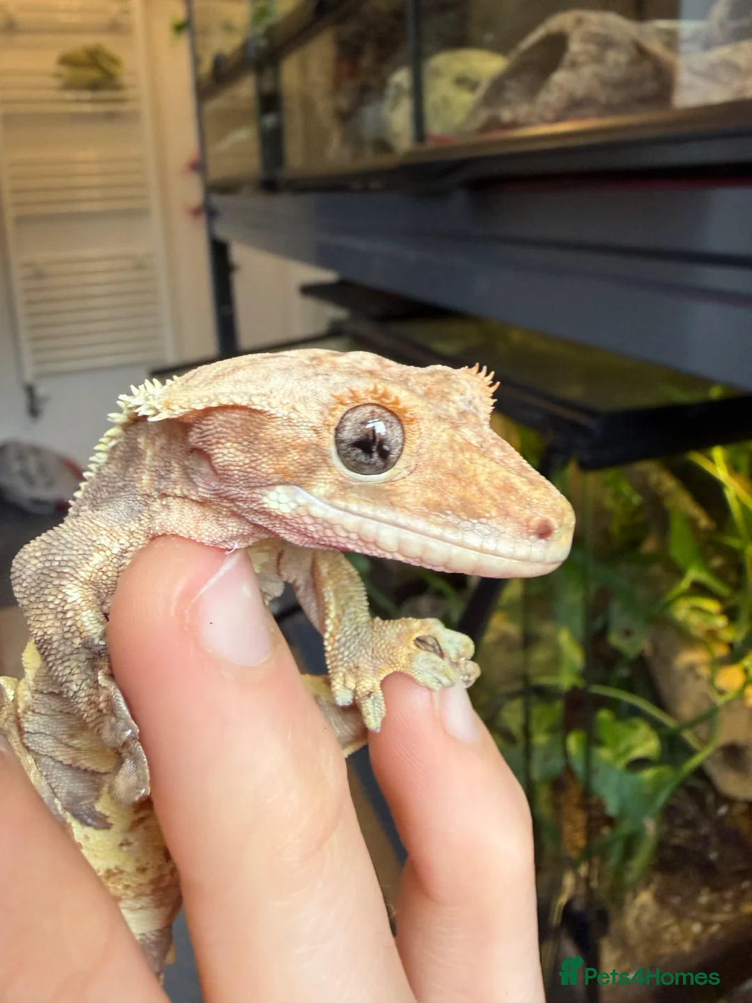 Gecko reptiles for sale: PET ONLY Red/brown Base Colour Lilly White - Advert 5