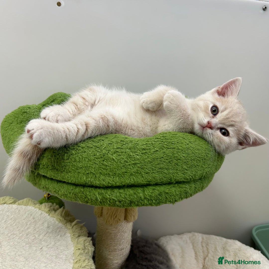 British Shorthair cats for sale: GCCF British Shorthairs **READY NOW** in Manchester - Image 9