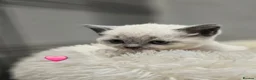 British Shorthair cats for sale: Beautiful British Shorthair Kittens 🐾 - Advert 8