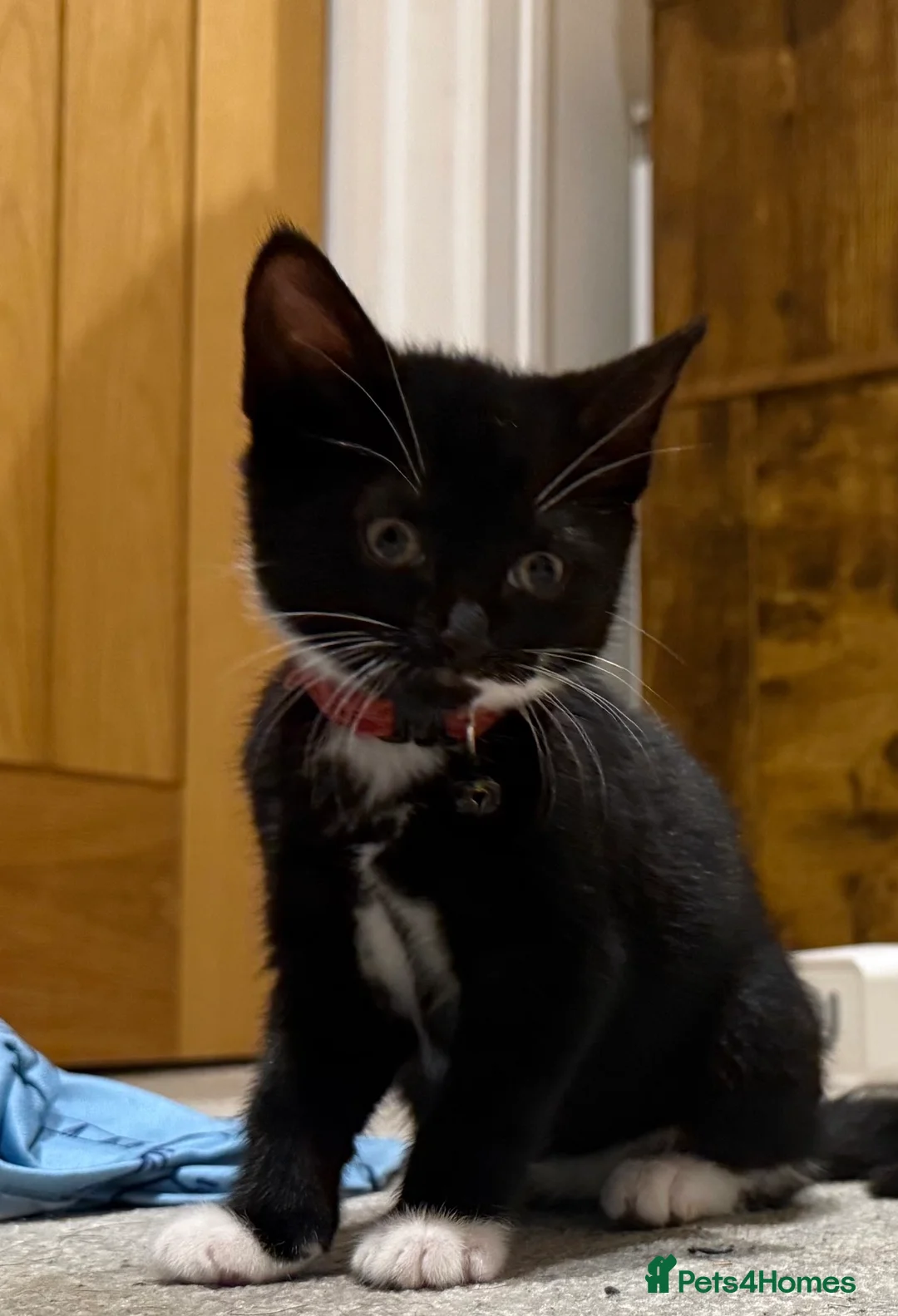 Mixed Breed cats for sale: Female Kitten Available 🐾 - Advert 3