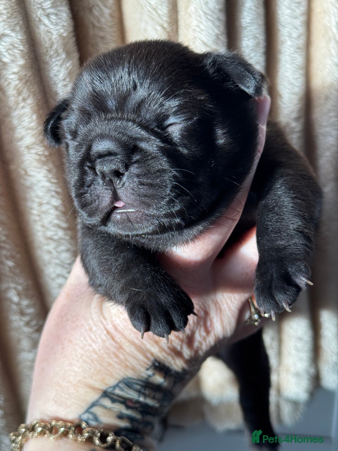 French Bulldog dogs for sale: AMAZING QUALITY FRENCH BULLDOG PUPS  - Advert 20