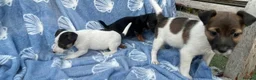 Jack Russell dogs for sale: Miniature Jack Russell‘s - Advert 7