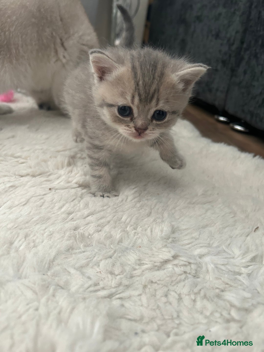 British Shorthair cats for sale: British shorthair kittens  - Image 16