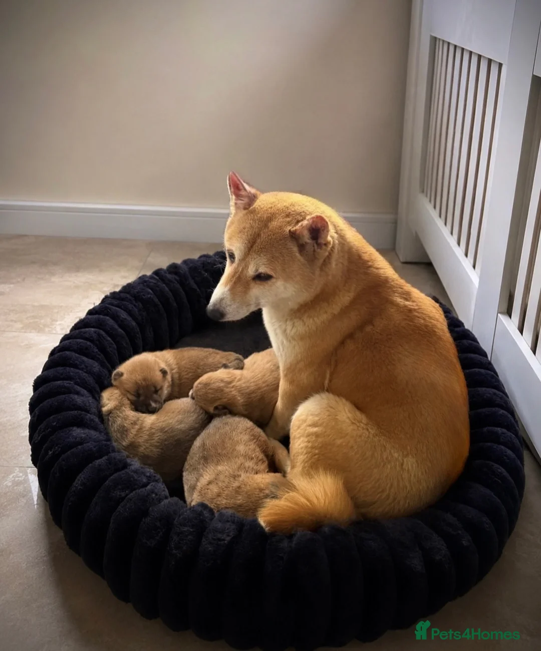 Japanese Shiba Inu dogs for sale: Six Beautiful Red Shiba Inu Puppies  ❤️🐾 - Advert 13