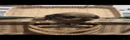 Chiweenie dogs for sale: Chiweenies for sale  - Advert 13