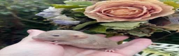 Rat rodents for sale: Gorgeous Baby Dumbo Rats for Sale! - Advert 3