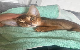Abyssinian cats for sale: Beautiful Aby Girls in Northwood - Image 7