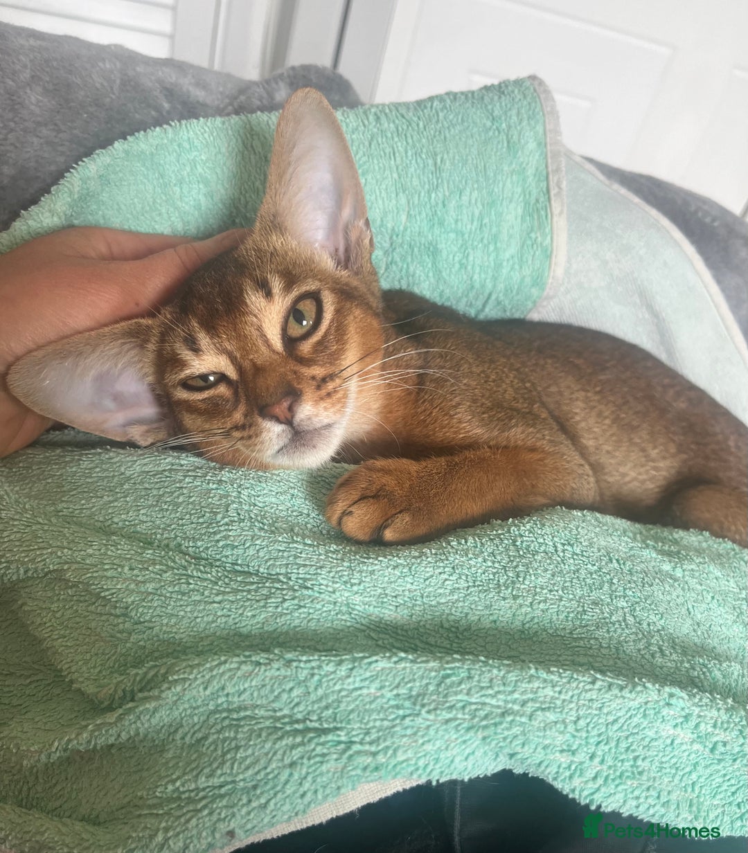 Abyssinian cats for sale: Beautiful Aby Girls in Northwood - Image 7