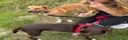 Mixed Breed dogs for adoption: Georgie needs a doggy sibling 💙 - Advert 8