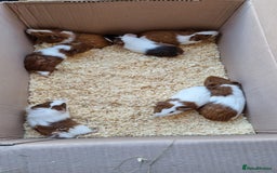 Guinea Pig rodents for sale: 8 week old + male guineapigs - Image 1