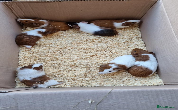 Guinea Pig rodents - Advert 8
