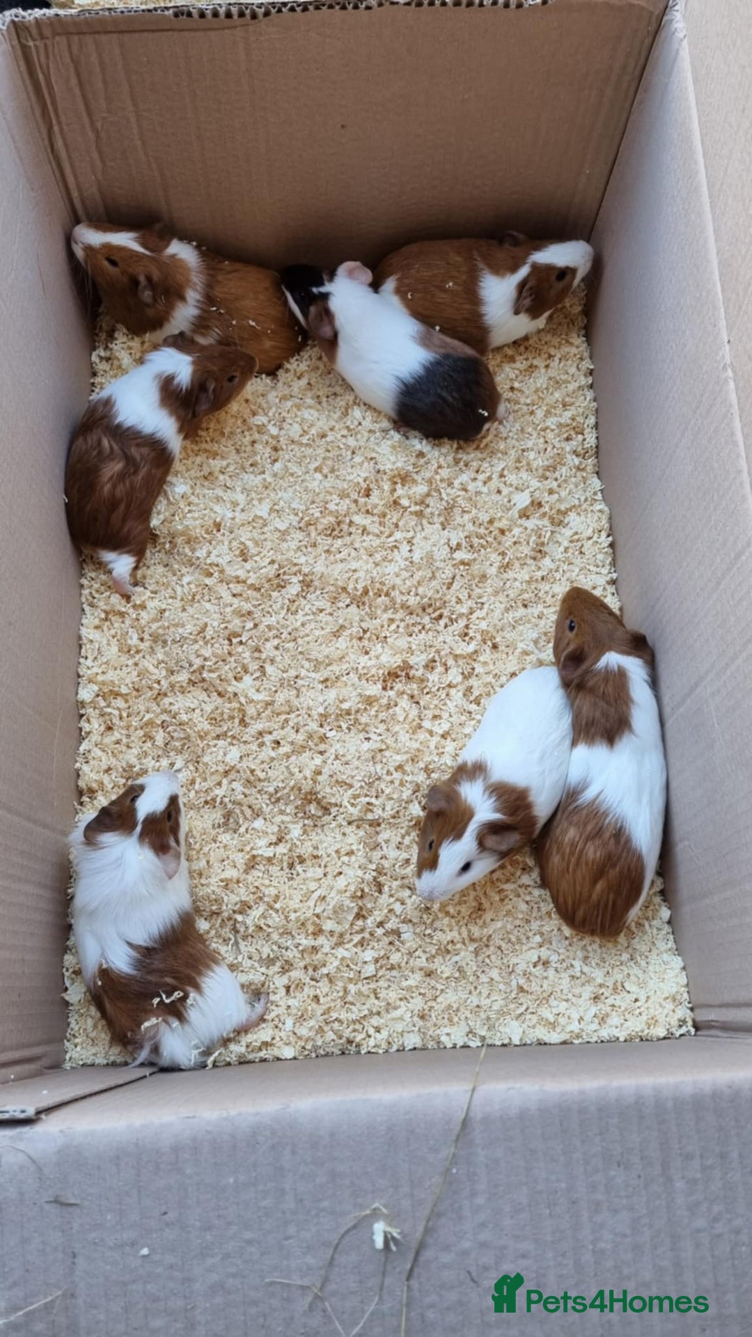 Guinea Pig rodents for sale: 8 week old + male guineapigs - Image 1