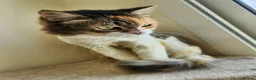 Mixed Breed cats for adoption: Quiet Nova - Advert 4