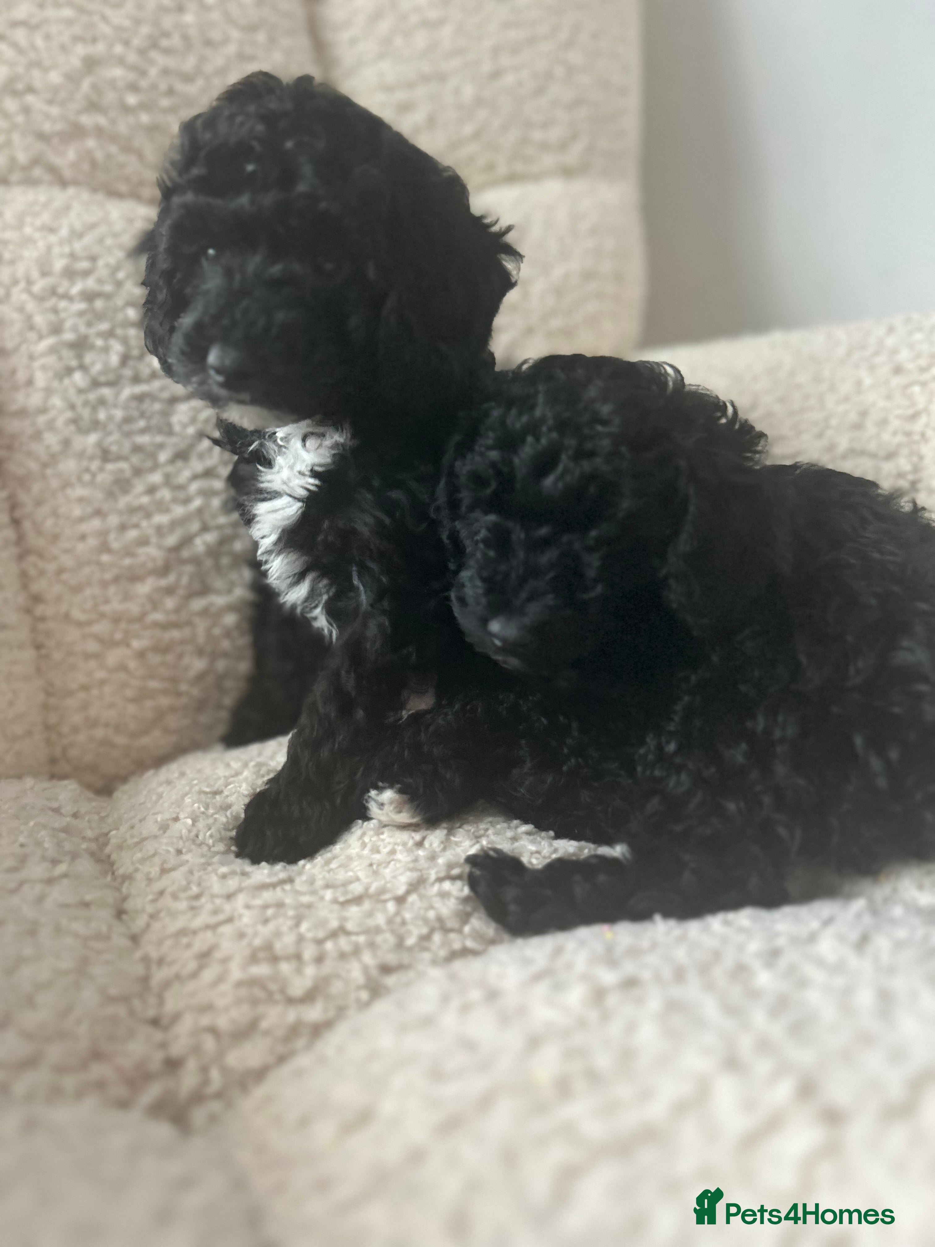 Mixed Breed dogs Beautiful black female poodle puppies - Advert 10