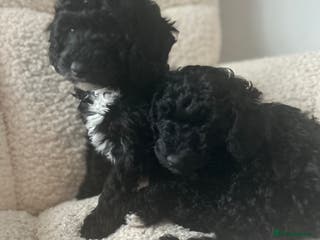 Mixed Breed dogs Beautiful black female poodle puppies - Advert 10